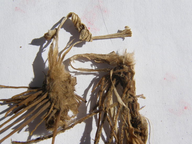 Arnica fulgens Arnica fulgens