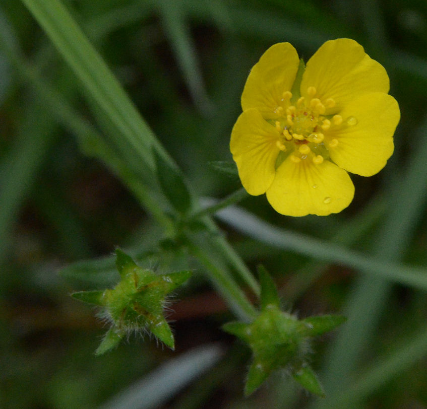 Potentilla diversifolia var. diversifolia