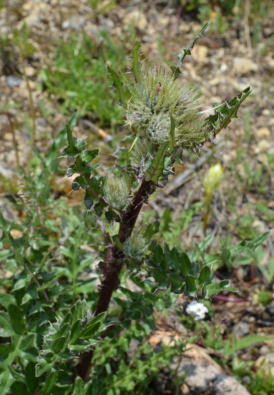 Cirsium eatonii Cirsium eatonii