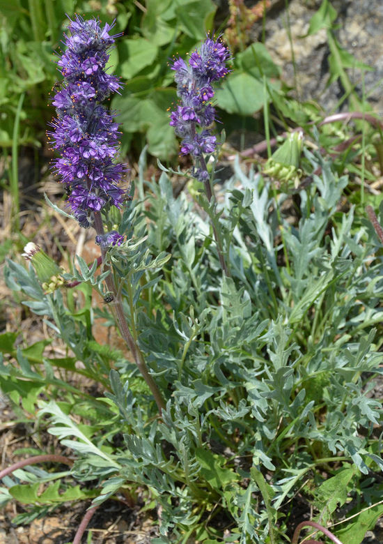 Phacelia sericea var. sericea Phacelia sericea var. sericea