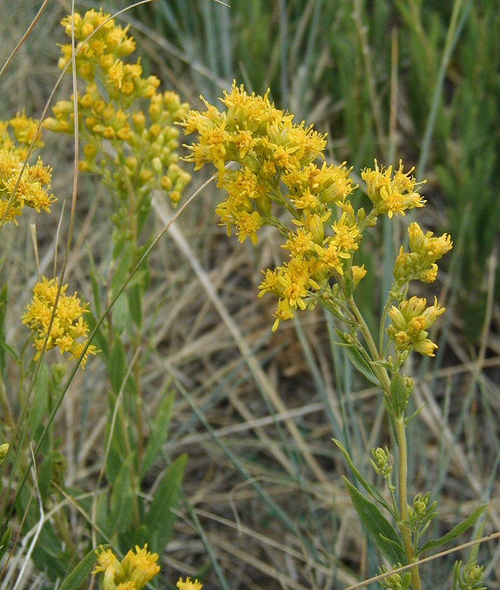 Solidago velutina ssp. sparsiflora