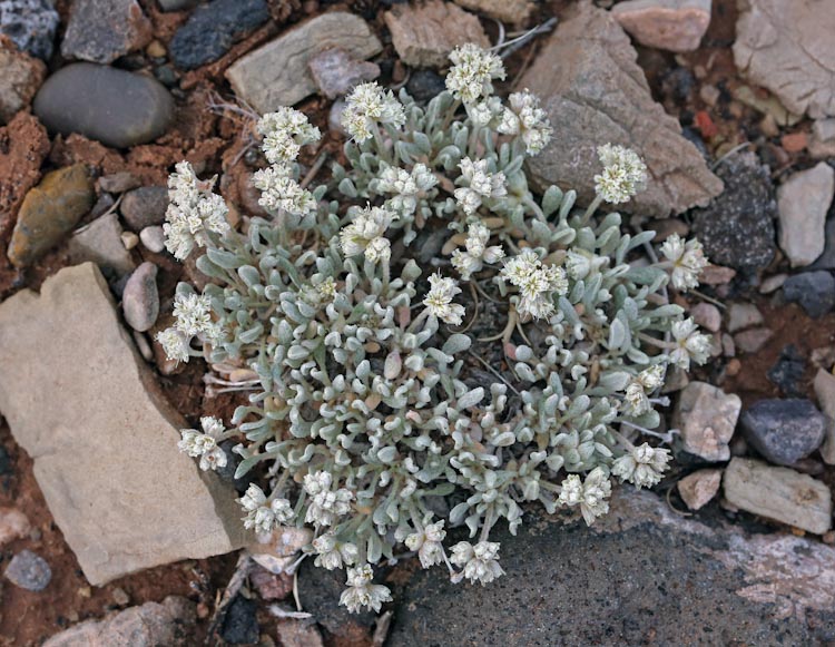 Eriogonum shockleyi