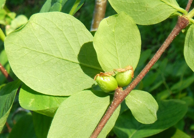 Dirca occidentalis Dirca occidentalis