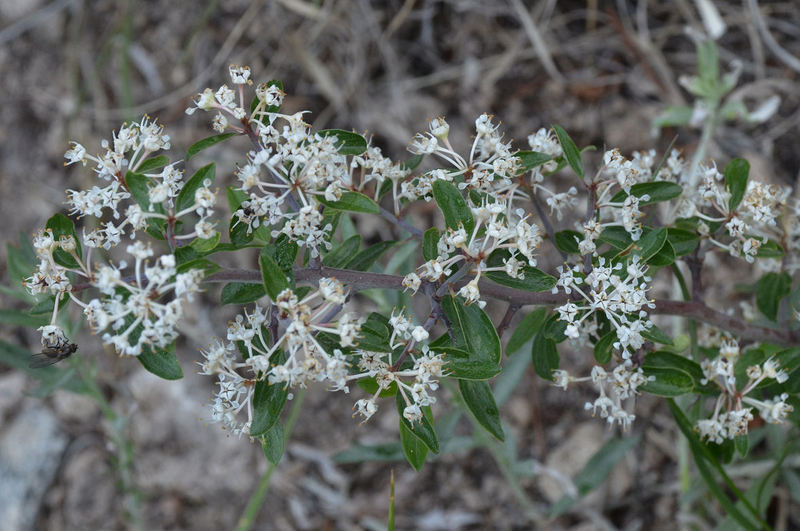 Ceanothus fendleri Ceanothus fendleri