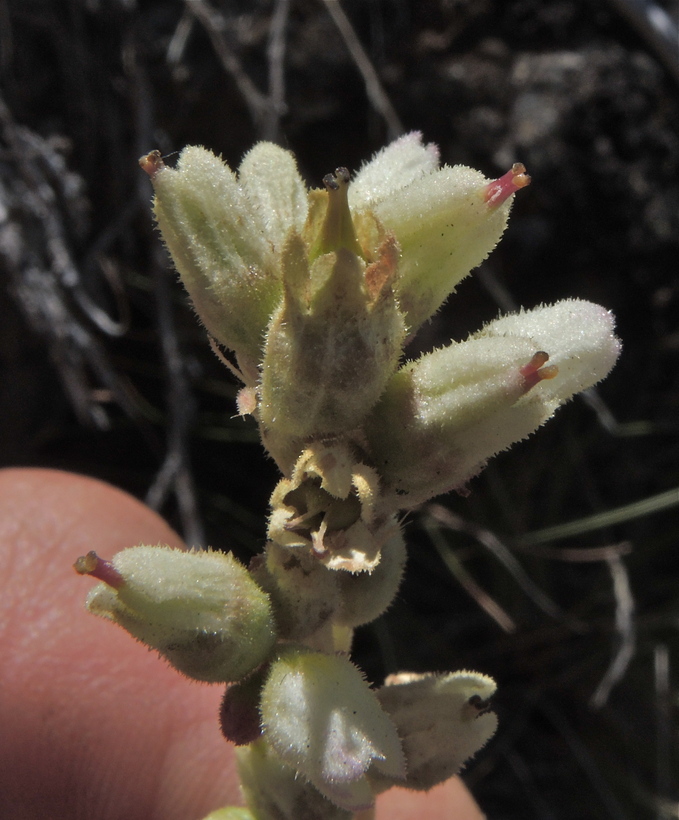 Heuchera cylindrica