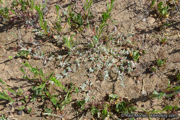 Atriplex coulteri