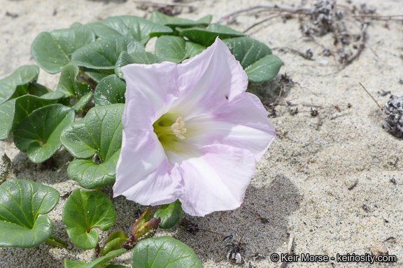 Calystegia soldanella