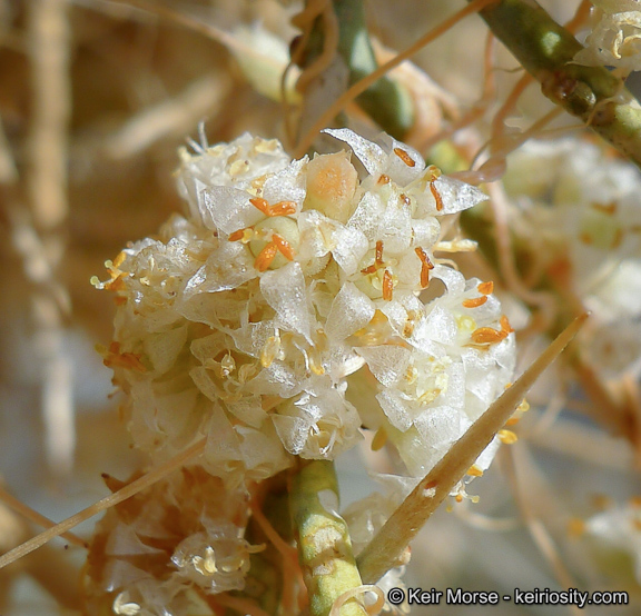 Cuscuta californica var. papillosa