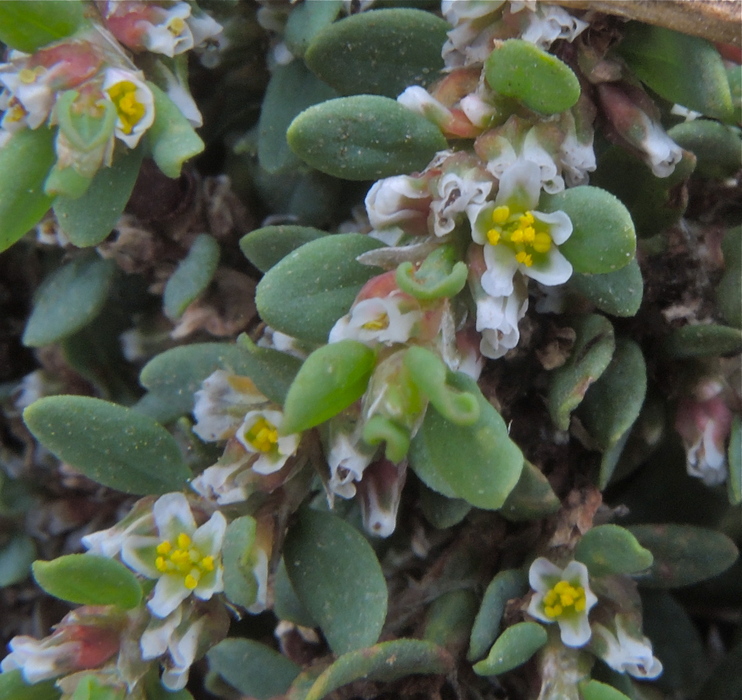 Polygonum aviculare