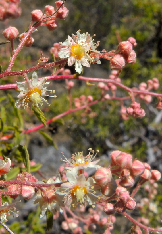 Holodiscus discolor var. glabrescens
