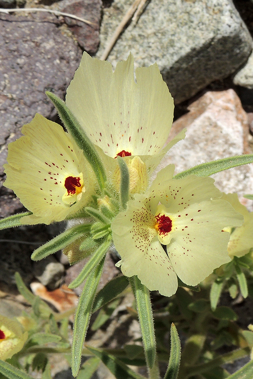 Mohavea confertiflora Mohavea confertiflora