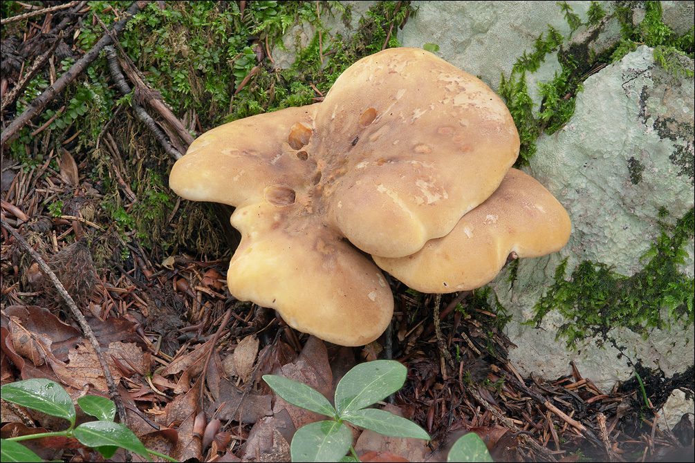 Tapinella atrotomentosa