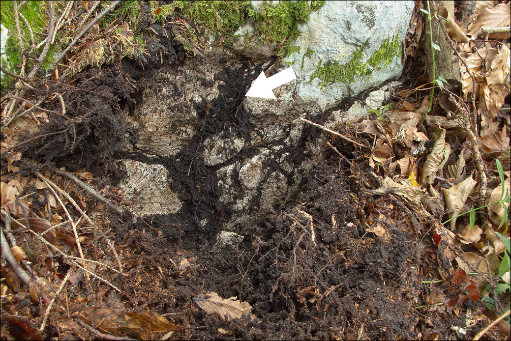 Tapinella atrotomentosa