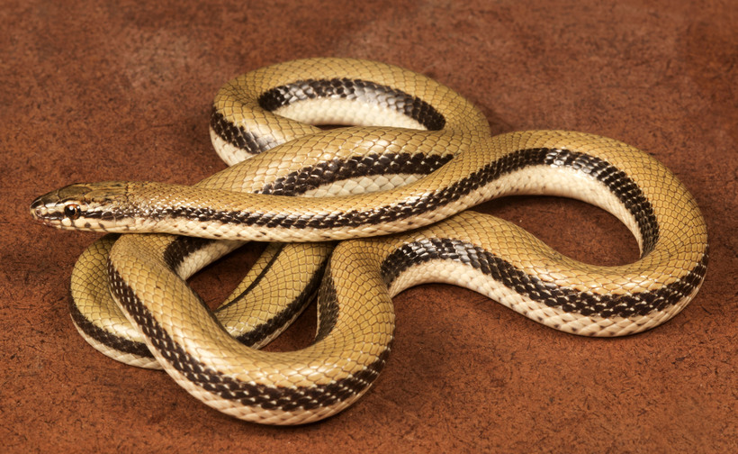 Wallaceophis gujaratensis Wallaceophis gujaratensis