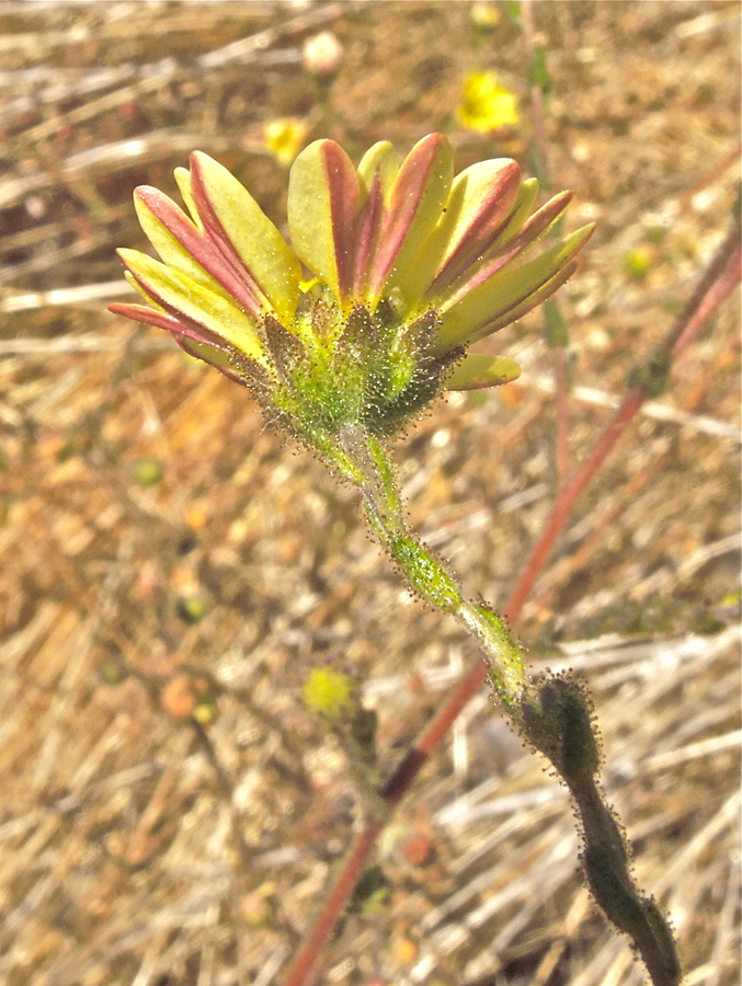 Hemizonia congesta ssp. lutescens