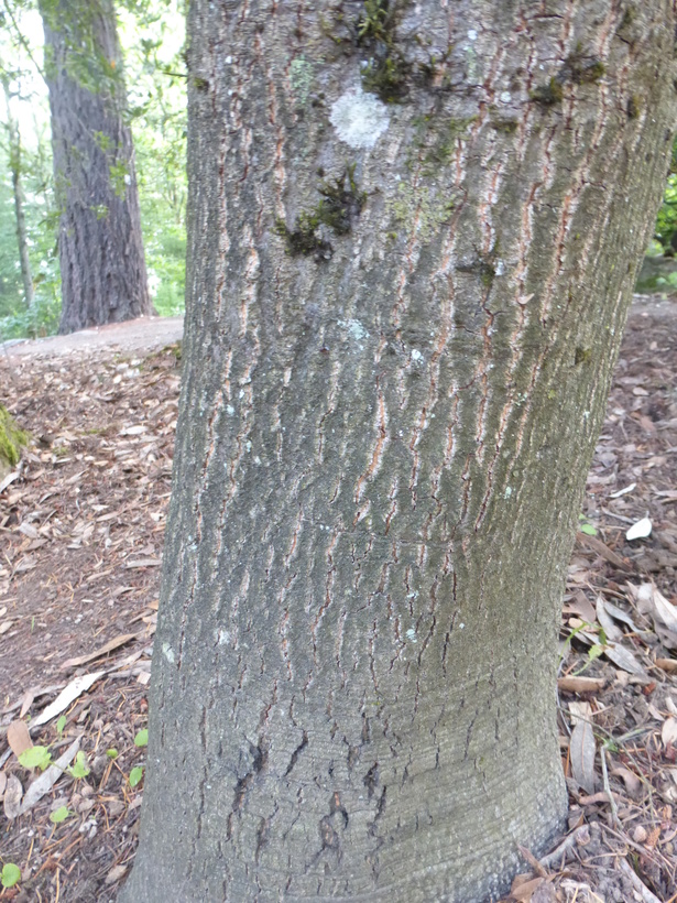 Quercus hypoleucoides