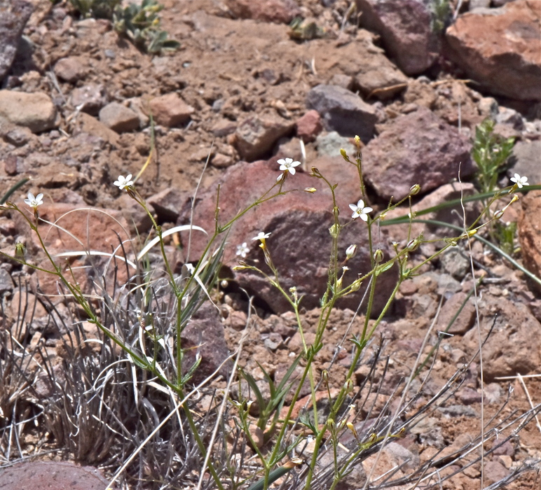 Gilia clokeyi