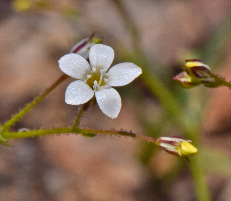 Gilia clokeyi
