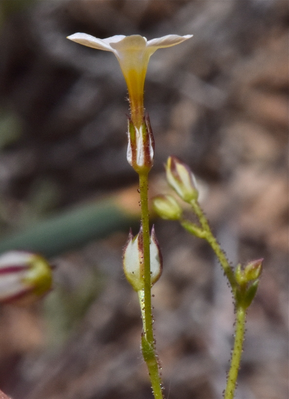 Gilia clokeyi