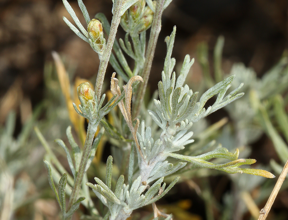 Artemisia arbuscula ssp. longiloba