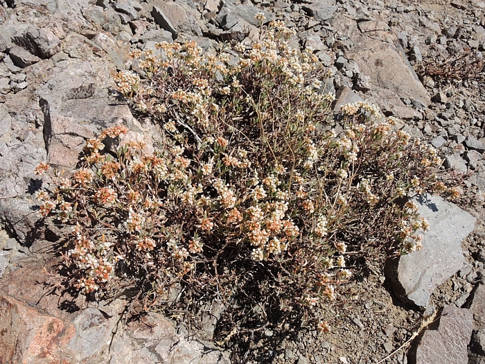 Eriogonum microtheca var. laxiflorum Eriogonum microtheca var. laxiflorum