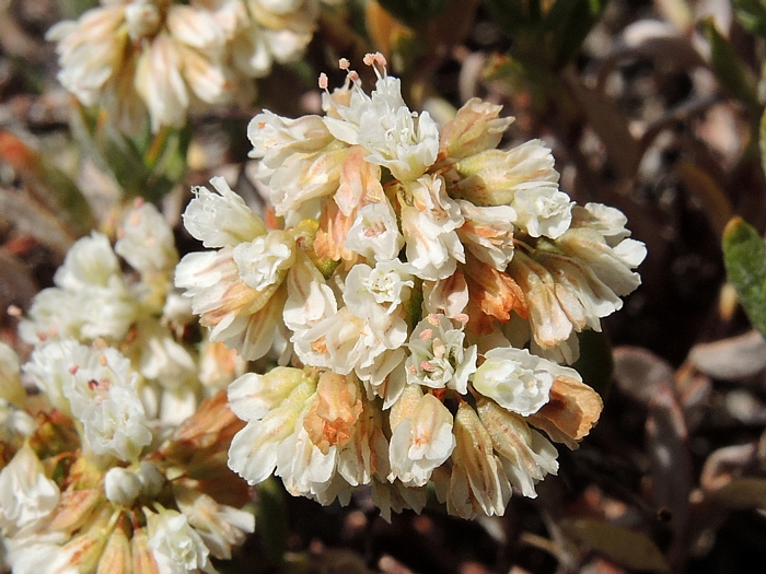 Eriogonum microtheca var. laxiflorum Eriogonum microtheca var. laxiflorum
