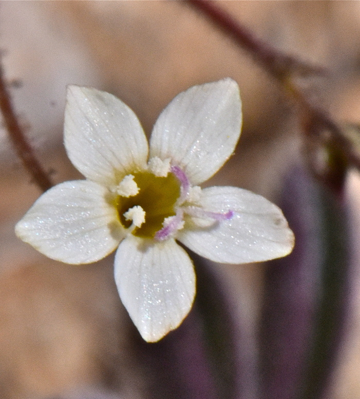 Gilia clokeyi