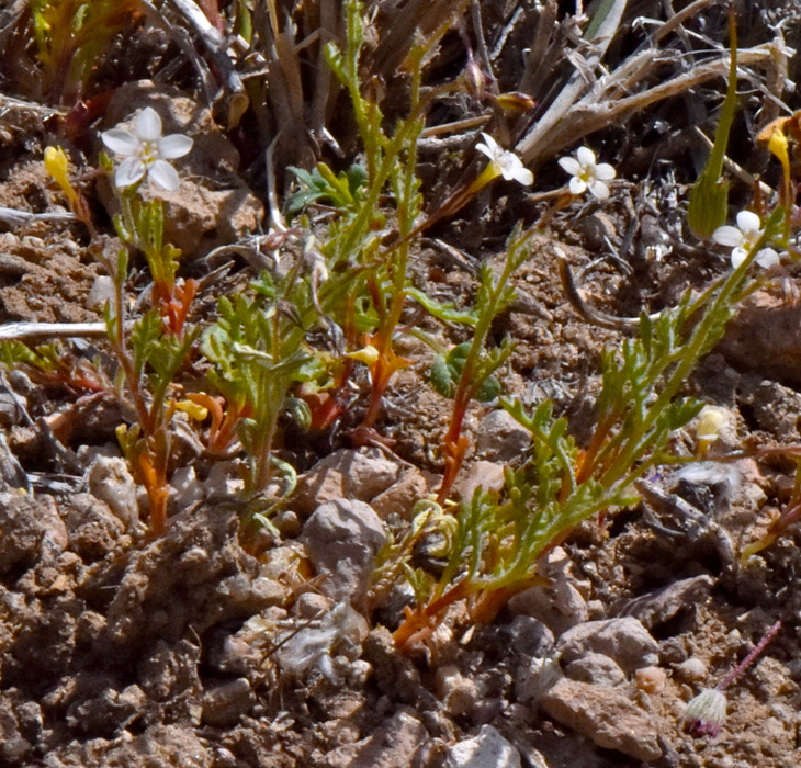 Gilia clokeyi