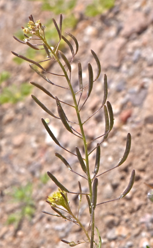 Descurainia pinnata