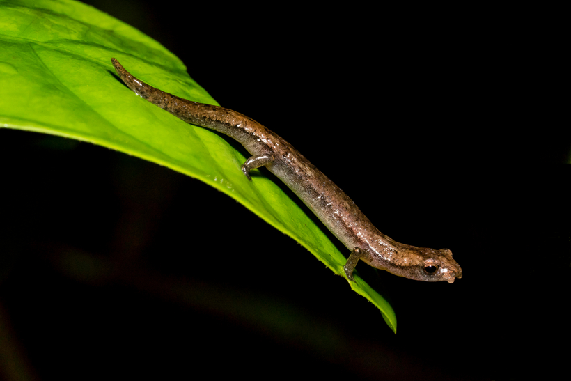 Bolitoglossa rufescens Bolitoglossa rufescens