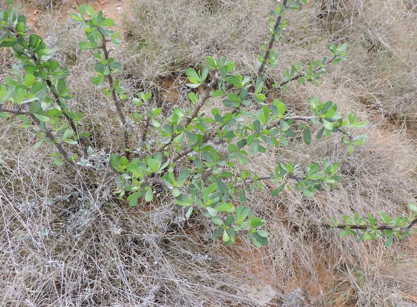 Jatropha dioica var. dioica