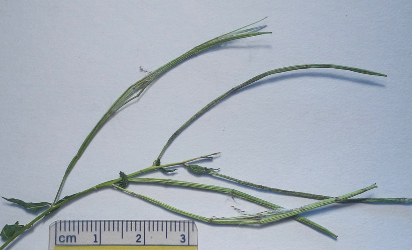 Epilobium glaberrimum