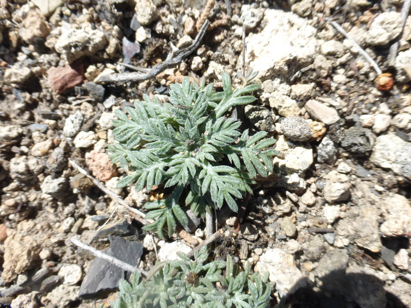 Ipomopsis congesta