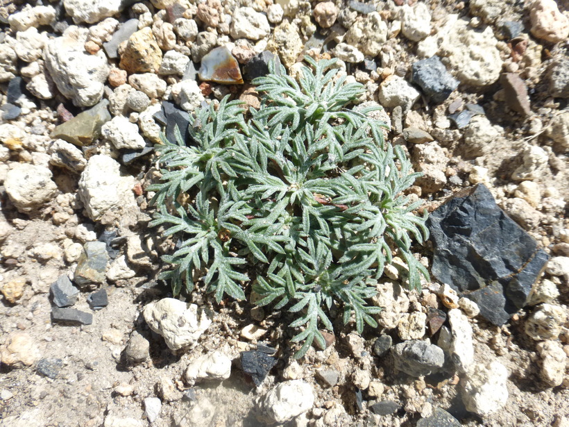 Ipomopsis congesta
