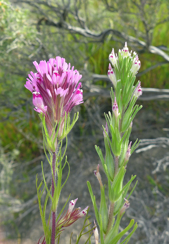 Castilleja brevistyla