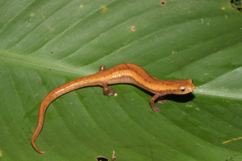 Bolitoglossa insularis