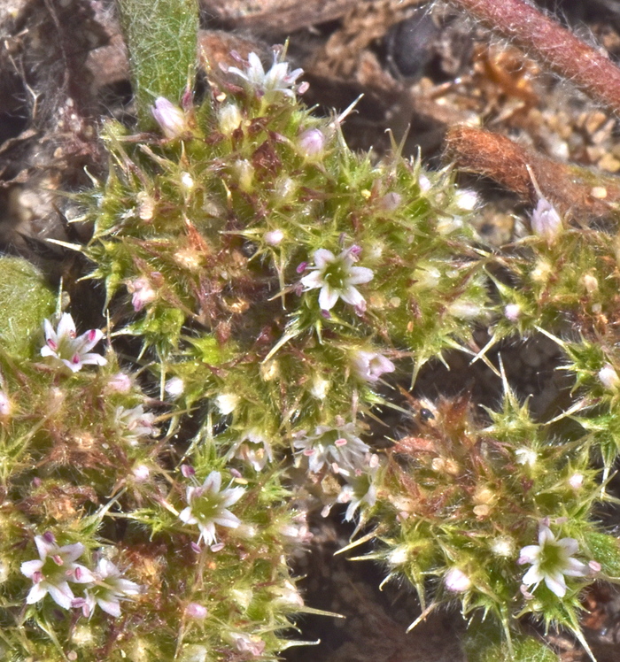 Chorizanthe cuspidata var. cuspidata