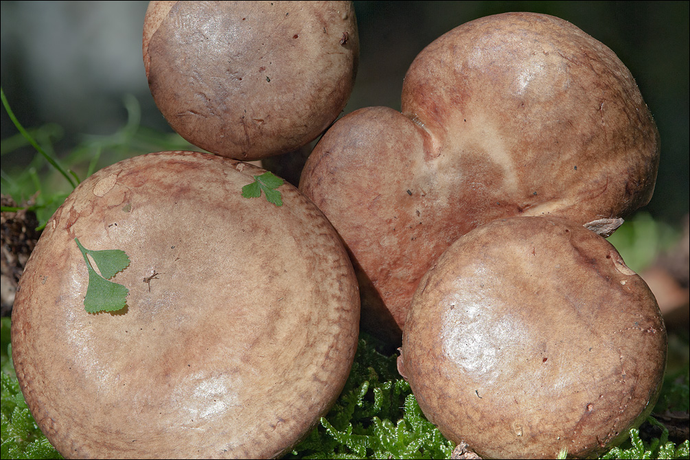 Paxillus involutus