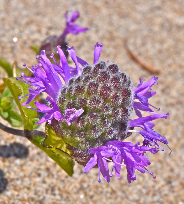 Monardella sinuata ssp. nigrescens