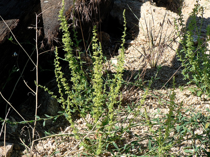 Dysphania ambrosioides