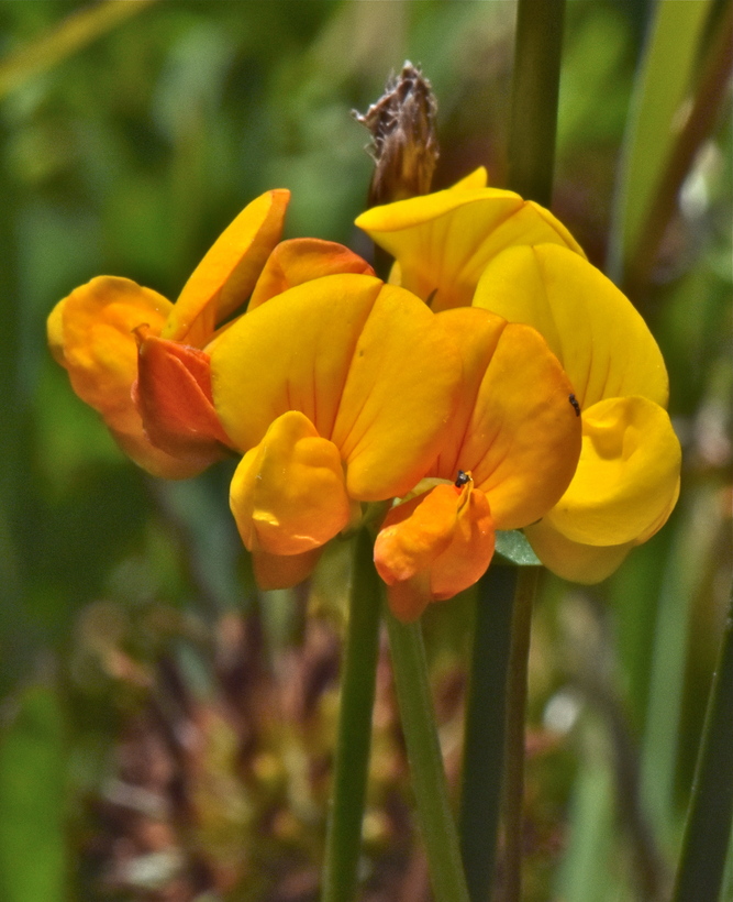 Lotus tenuis