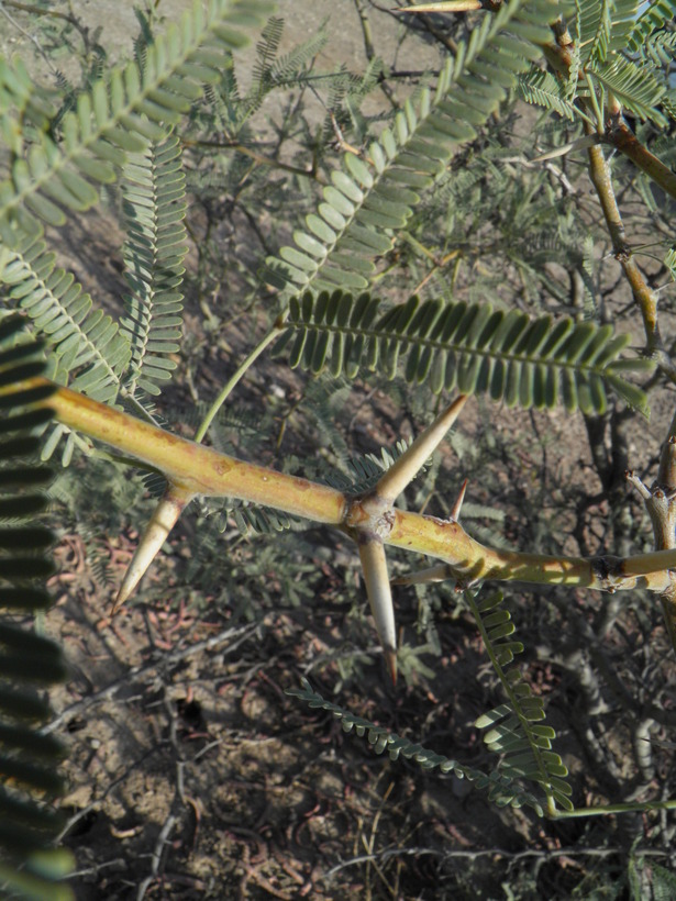 Prosopis laevigata