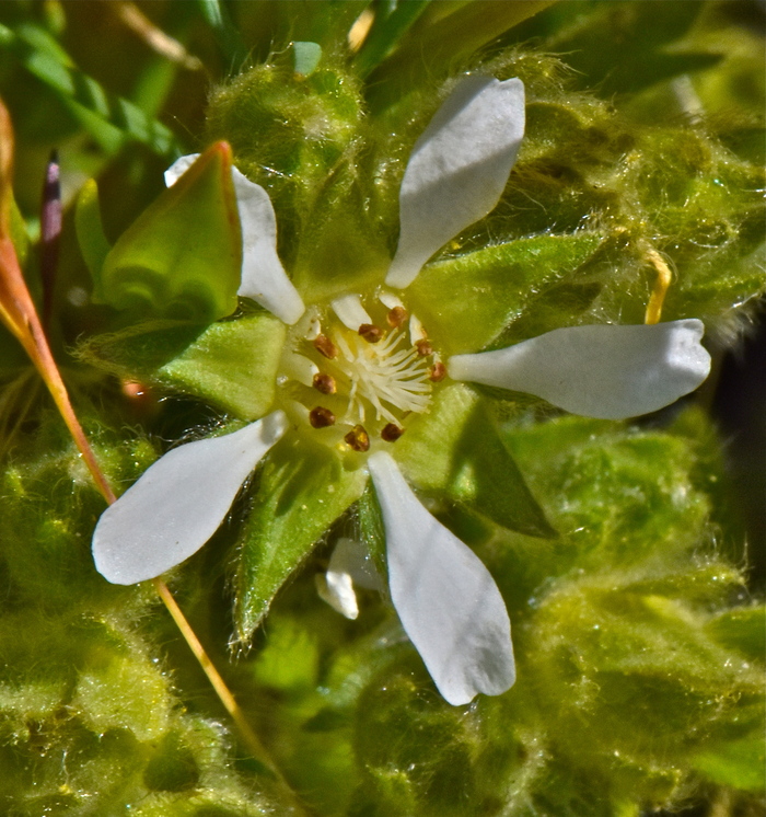 Horkelia marinensis