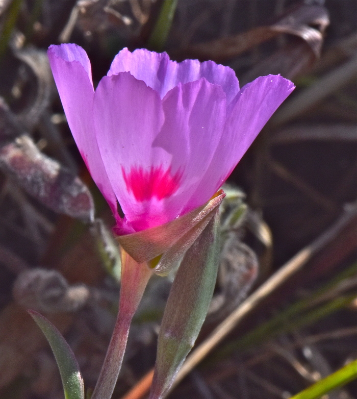 Clarkia amoena ssp. amoena
