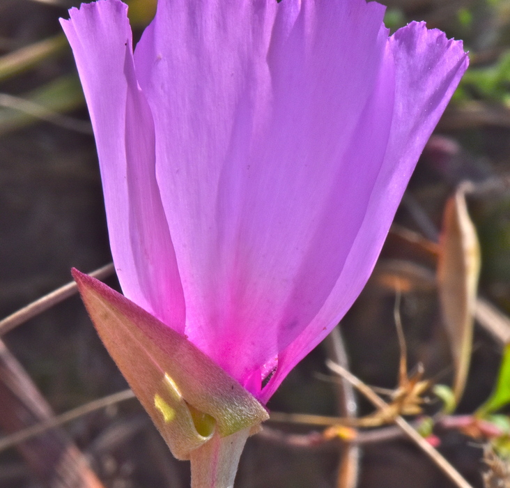 Clarkia amoena ssp. amoena