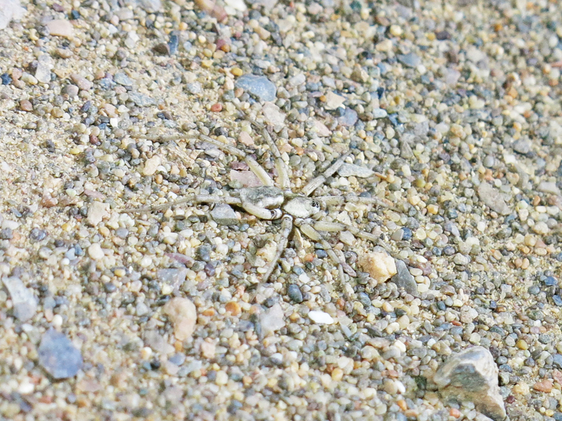 Callipelis deserticola Callipelis deserticola