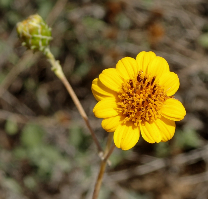 Aldama purisimae