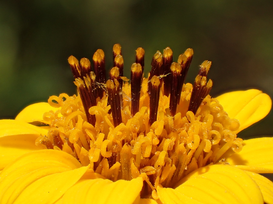 Aldama purisimae
