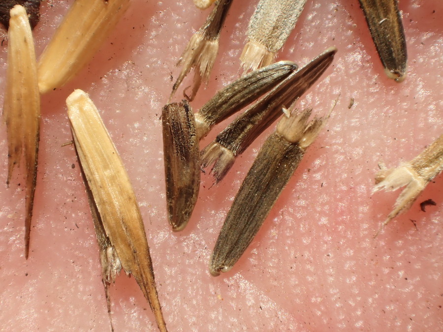 Aldama purisimae