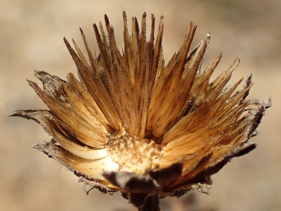 Aldama purisimae